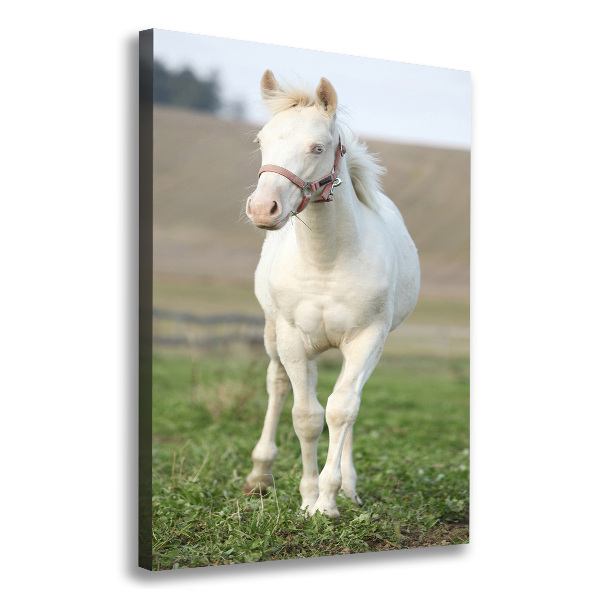 Fotografía en lienzo vertical Caballo albino