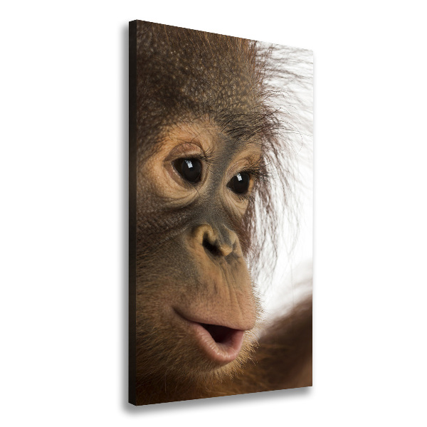 Fotografía en lienzo vertical Orangután joven