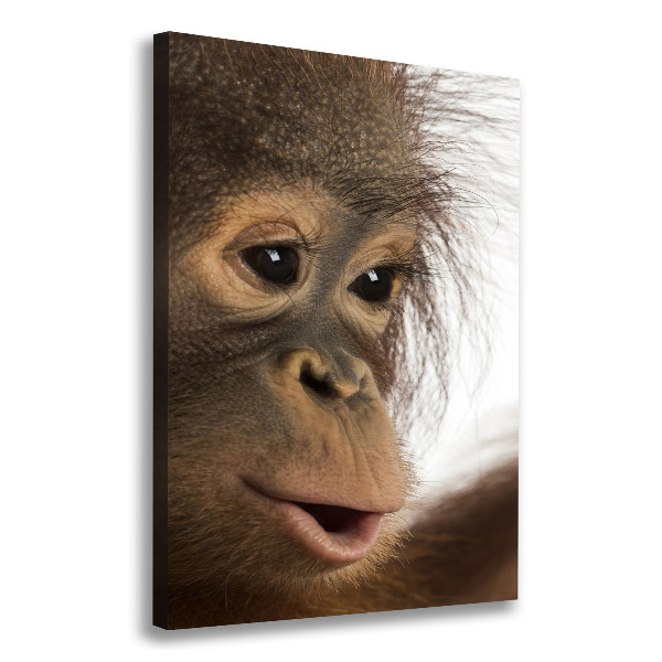 Fotografía en lienzo vertical Orangután joven