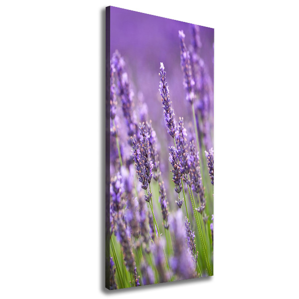 Fotografía en lienzo vertical campo de lavanda