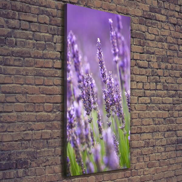 Fotografía en lienzo vertical campo de lavanda
