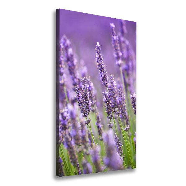 Fotografía en lienzo vertical campo de lavanda