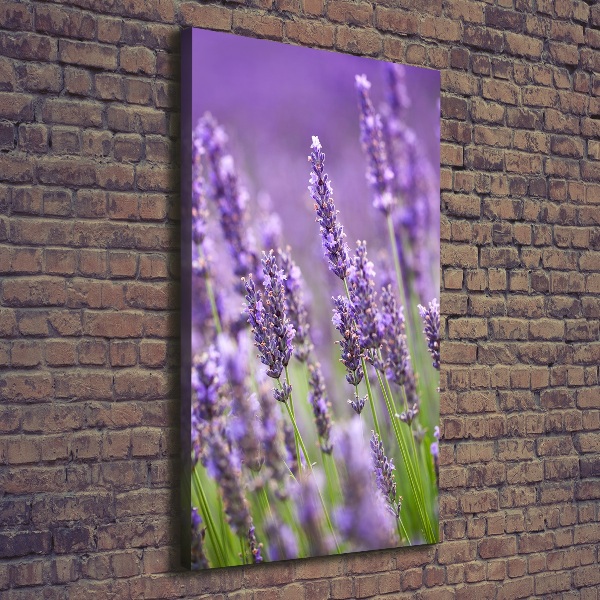 Fotografía en lienzo vertical campo de lavanda