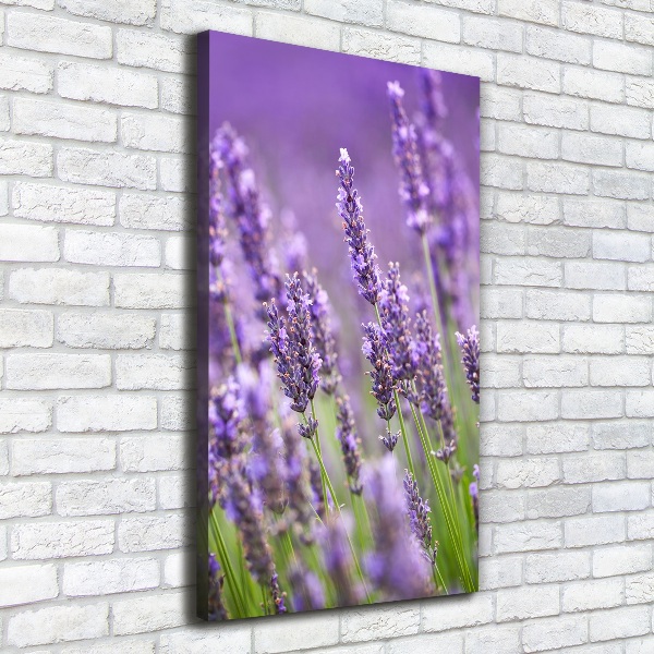 Fotografía en lienzo vertical campo de lavanda