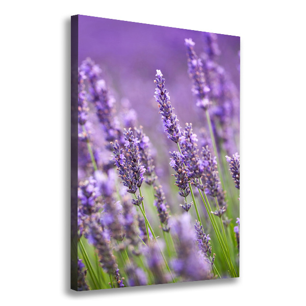 Fotografía en lienzo vertical campo de lavanda