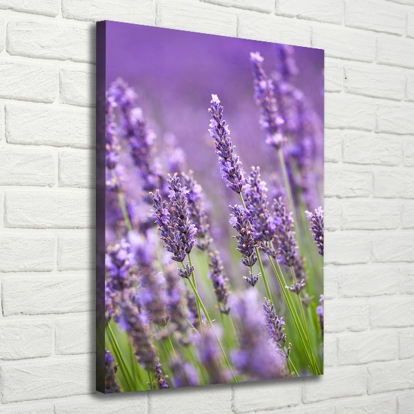Fotografía en lienzo vertical campo de lavanda