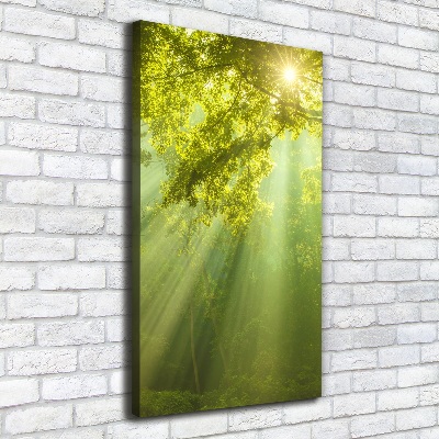 Foto obraz na płótnie pionowy Słońce w lesie