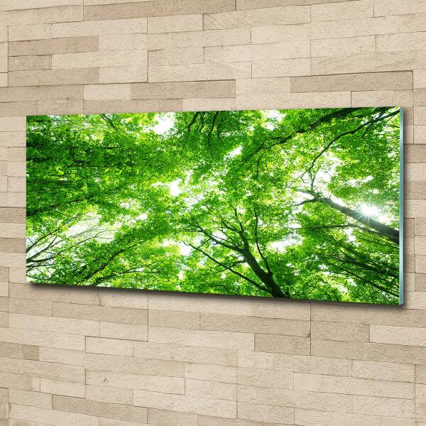 Cuadro de cristal templado moderno horizontal Bosque verde