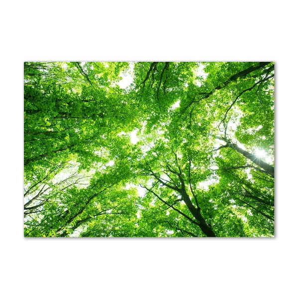 Cuadro de cristal templado moderno horizontal Bosque verde