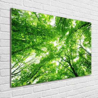 Cuadro de cristal templado moderno horizontal Bosque verde