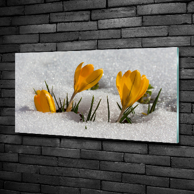 Cuadro decorativo de vidrio para salón horizontal Azafranes en la nieve