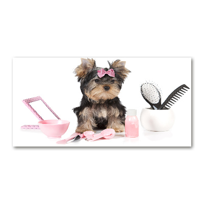 Foto-obraz szklany Yorkshire kosmetyka