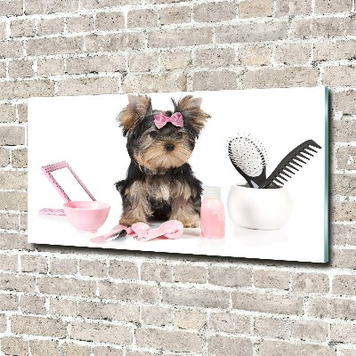 Foto-obraz szklany Yorkshire kosmetyka