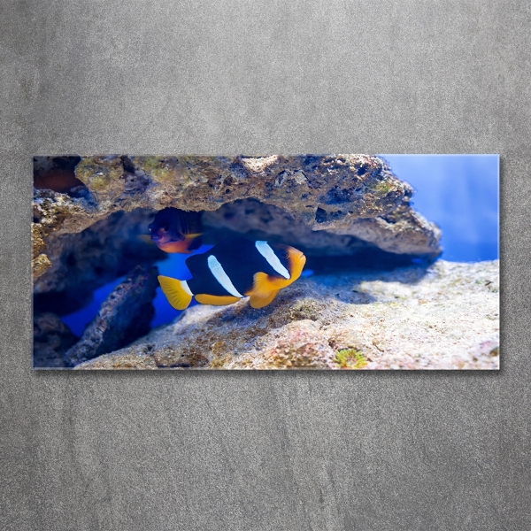 Impresión en cristal con acabado brillante horizontal Pez tropical