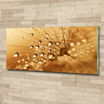 Foto obraz szkło hartowane Dmuchawiec