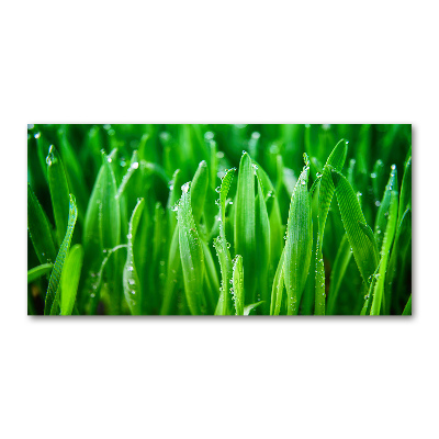 Foto obraz zdjęcie szkło hartowane Trawa