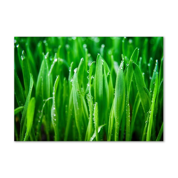 Impresión en cristal con acabado brillante horizontal Césped