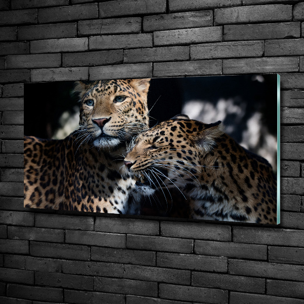Cuadro de cristal templado moderno horizontal Dos leopardos