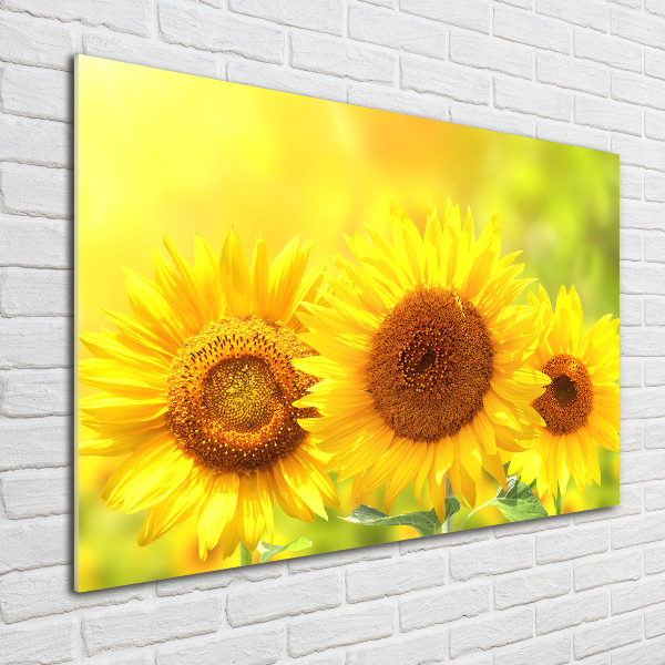 Cuadro de cristal templado moderno horizontal Girasoles