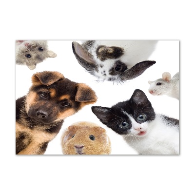 Cuadro decorativo de vidrio para salón horizontal Mascotas
