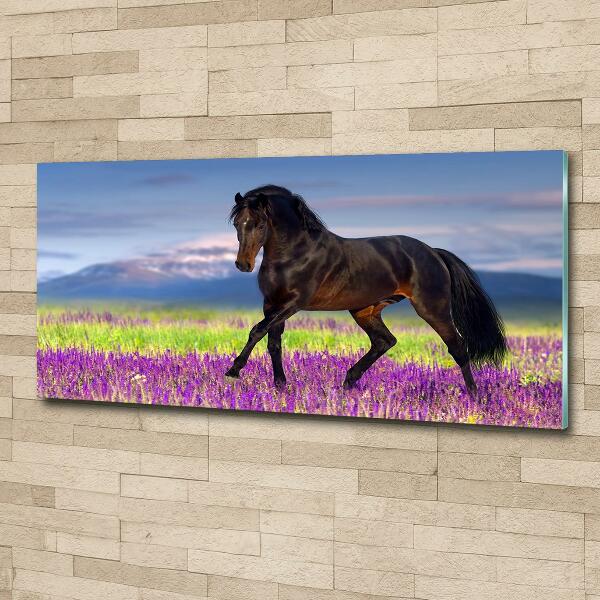 Cuadro decorativo de vidrio para salón horizontal Un caballo en un campo de lavanda.