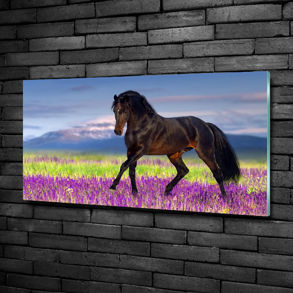 Cuadro decorativo de vidrio para salón horizontal Un caballo en un campo de lavanda.