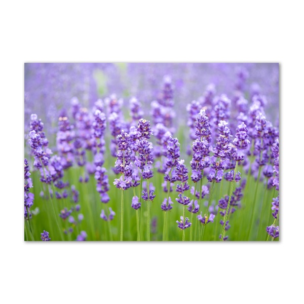 Cuadro de cristal templado moderno horizontal Lavanda