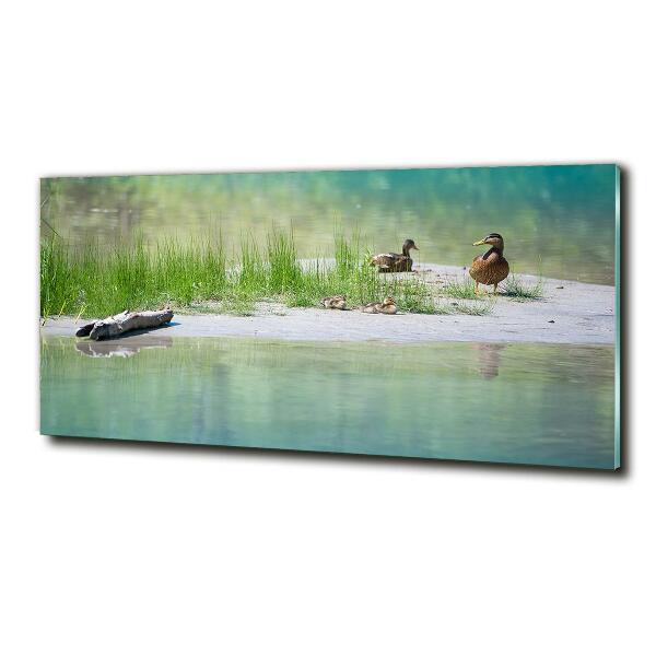Cuadro de cristal templado moderno horizontal Patos junto al agua