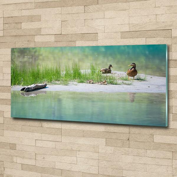 Cuadro de cristal templado moderno horizontal Patos junto al agua
