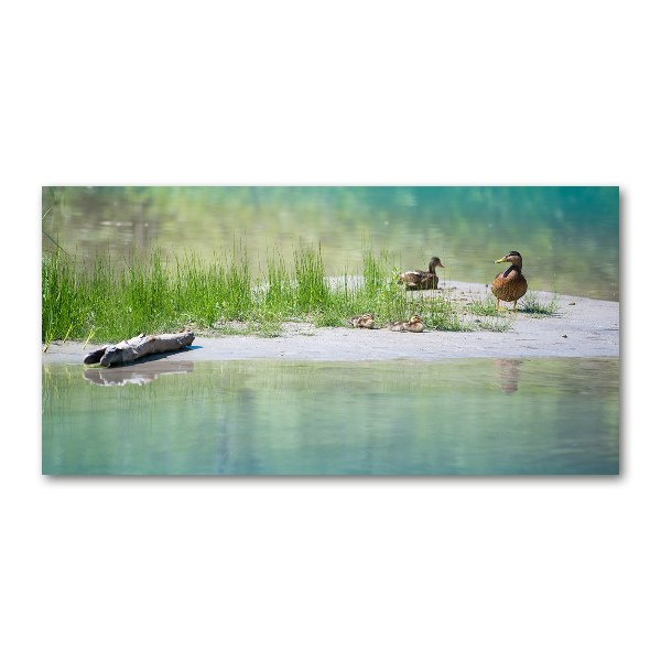 Cuadro de cristal templado moderno horizontal Patos junto al agua