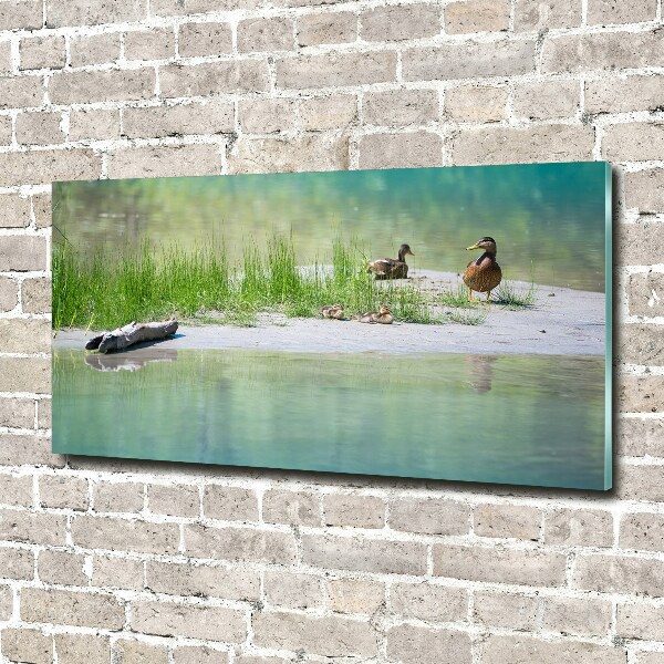 Cuadro de cristal templado moderno horizontal Patos junto al agua