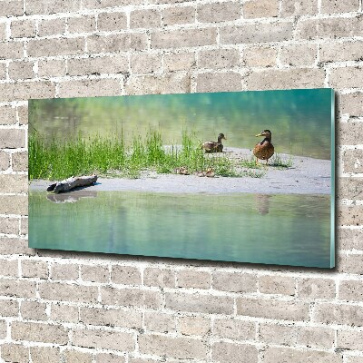 Cuadro de cristal templado moderno horizontal Patos junto al agua