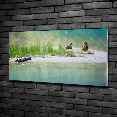 Cuadro de cristal templado moderno horizontal Patos junto al agua