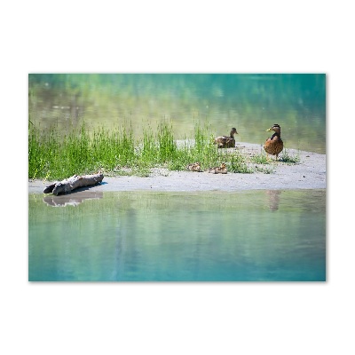 Cuadro de cristal templado moderno horizontal Patos junto al agua