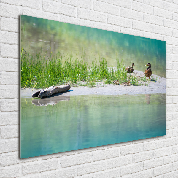 Cuadro de cristal templado moderno horizontal Patos junto al agua