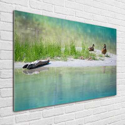 Cuadro de cristal templado moderno horizontal Patos junto al agua