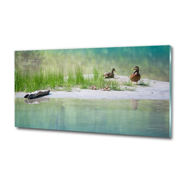 Cuadro de cristal templado moderno horizontal Patos junto al agua