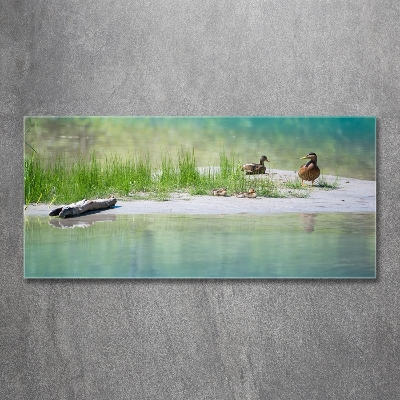 Cuadro de cristal templado moderno horizontal Patos junto al agua