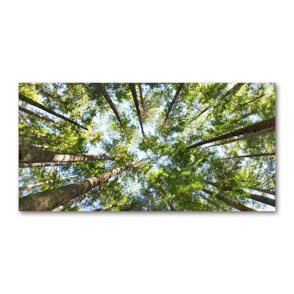 Foto en cristal de alta calidad con impresión uv horizontal Corona del árbol