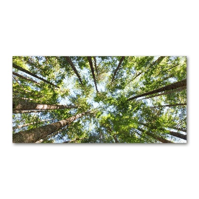 Foto en cristal de alta calidad con impresión uv horizontal Corona del árbol