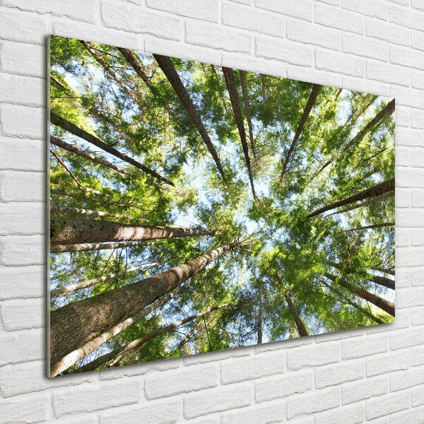 Foto en cristal de alta calidad con impresión uv horizontal Corona del árbol