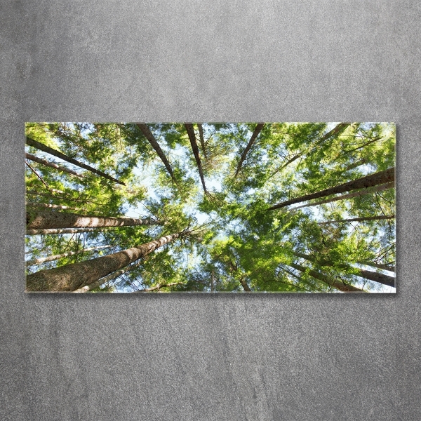 Foto en cristal de alta calidad con impresión uv horizontal Corona del árbol