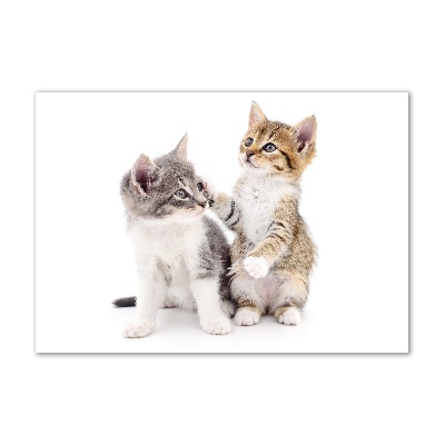 Impresión en cristal con acabado brillante horizontal Dos pequeños gatos