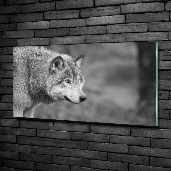 Foto en cristal de alta calidad con impresión uv horizontal Lobo gris