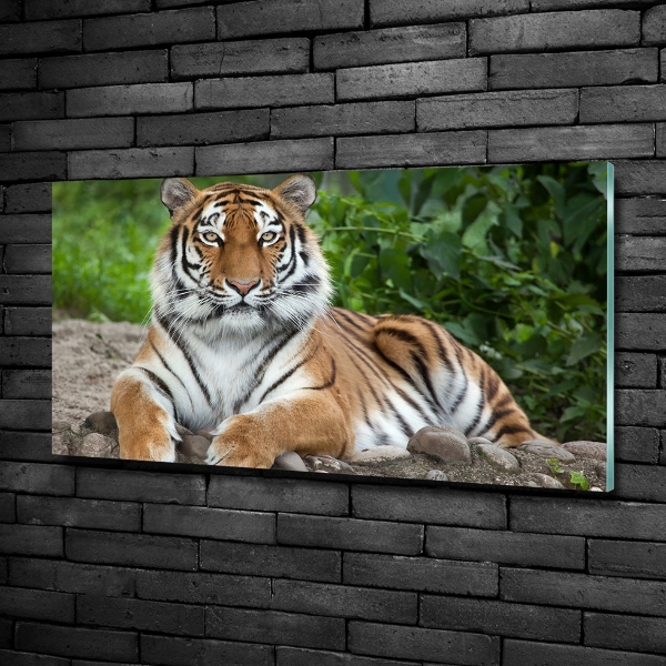 Cuadro decorativo de vidrio para salón horizontal tigre siberiano