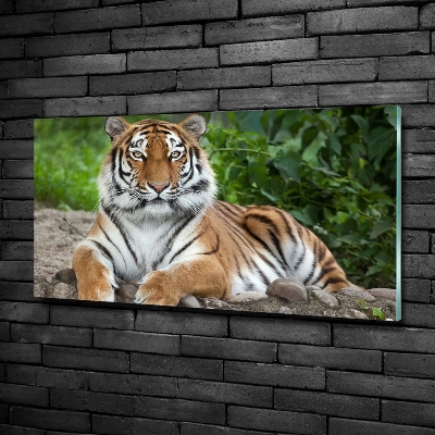 Cuadro decorativo de vidrio para salón horizontal tigre siberiano