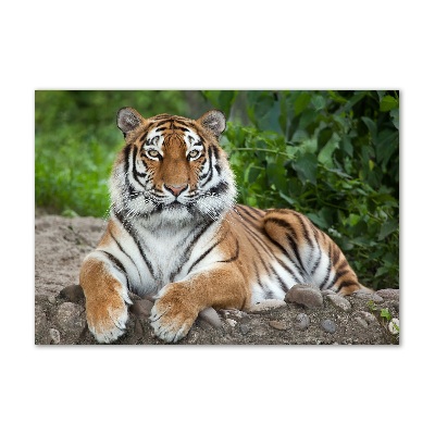 Cuadro decorativo de vidrio para salón horizontal tigre siberiano