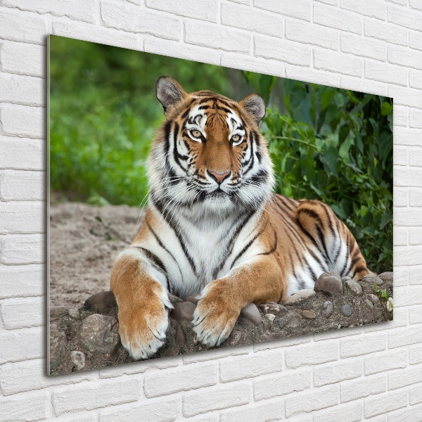 Cuadro decorativo de vidrio para salón horizontal tigre siberiano
