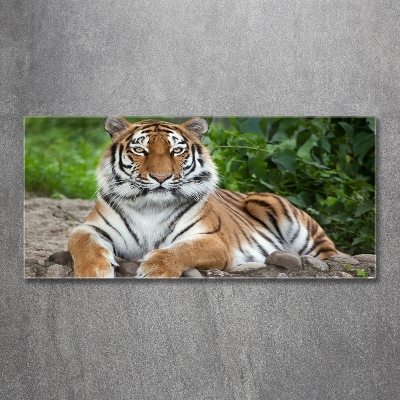 Cuadro decorativo de vidrio para salón horizontal tigre siberiano