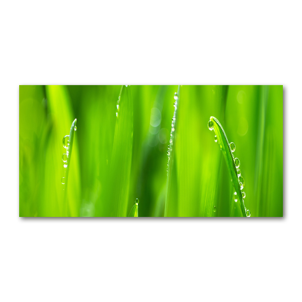 Foto en cristal de alta calidad con impresión uv horizontal Avena joven